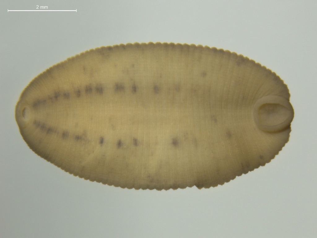 Glossiphonia concolor